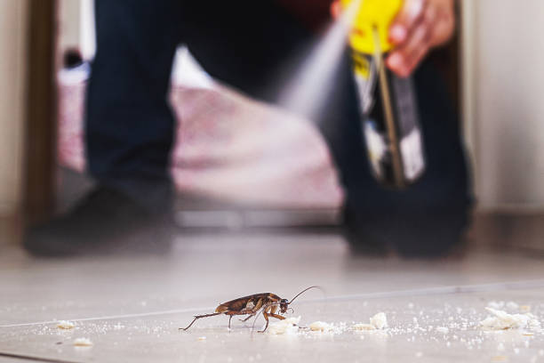 Insect Control in Crane, MO