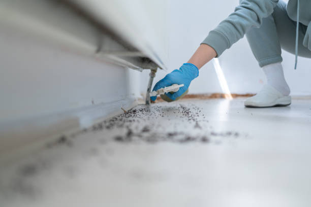 Best Bed Bug Extermination  in Crane, MO